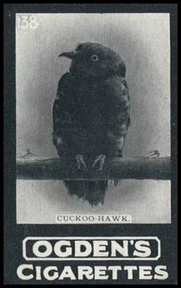 02OGID 138 Cuckoo Hawk